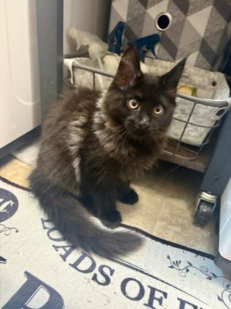 Mainecoon Beauties (Belton)63839343216515121