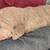 Multi-generational goldendoodle 7 thumbnail