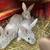 “Baby Bunnies.” 9 thumbnail