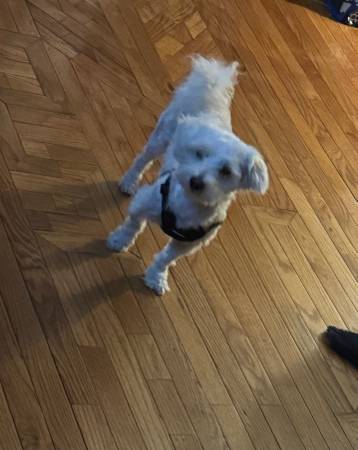 Rehoming of Bichon-Frise mixed male dog 1