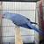 Indian Ringneck Parakeet baby Violet male 3 thumbnail