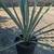 Agave Tequilana 4 thumbnail