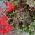 Geranium Vancouver Centennial Plant 1 thumbnail
