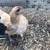Lovely adorable naked bantam neck hen Japanese hen 3 thumbnail