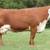 Bred Cows for Sale 2 thumbnail