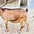 Nigerian Dwarf Does 12 thumbnail