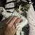 7 weeks old cuddly kitten 2 thumbnail