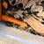 Dubia feeder roaches all sizes 3 thumbnail