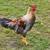 Young roosters 1 thumbnail