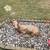 Cement Buck & Doe Lawn Ornaments 2 thumbnail