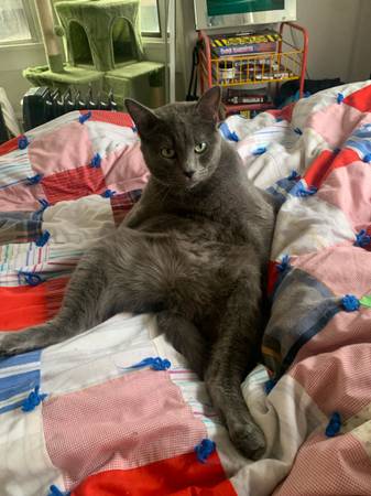 Rehoming dangelo (Seattle)63853557835009121