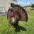 Turkey Stuffer Decoy 1 thumbnail