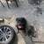 Rottweiler 1 thumbnail