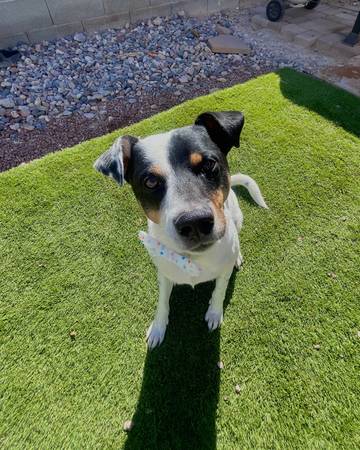 rehoming fee -$65 obo (las vegas)63860291507843120