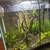 Rehoming Fish Tank 3 thumbnail