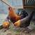 Laying Hens / Chickens – All Laying Now 11 thumbnail