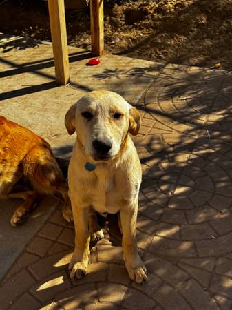 Free 6 month Lab mixed 1