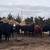 55 BRED HEIFERS 3 thumbnail