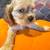 American Cocker Spaniel 5 thumbnail