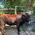 Cattle--Dexter Heifer 4 thumbnail
