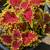 Coleus 12 thumbnail