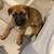 Rehoming German Shepherd Puppies 1 thumbnail