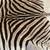 Authentic Zebra Hide Rug – Real African Burchell’s Zebra 9 thumbnail