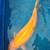 Japanese koi high quality affordable price 1 thumbnail