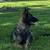 Full blooded not papered German shepherd puppies 14 thumbnail