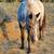 Shetland mares 2 thumbnail