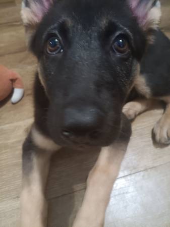 El cachorro necesita salir lo antes posible :( (Campana)63829968453251123