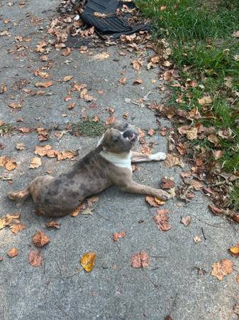 Merle Bulldog (Acworth)63966720673027122