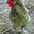 Beautiful Roosters 3 thumbnail