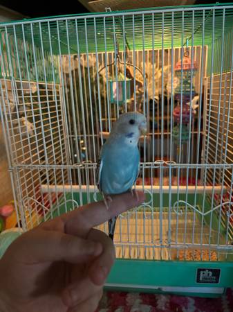 Parakeets with cage63685407403521122
