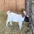 Boer Goats 1 thumbnail