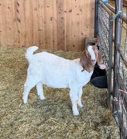 Boer Goats 1