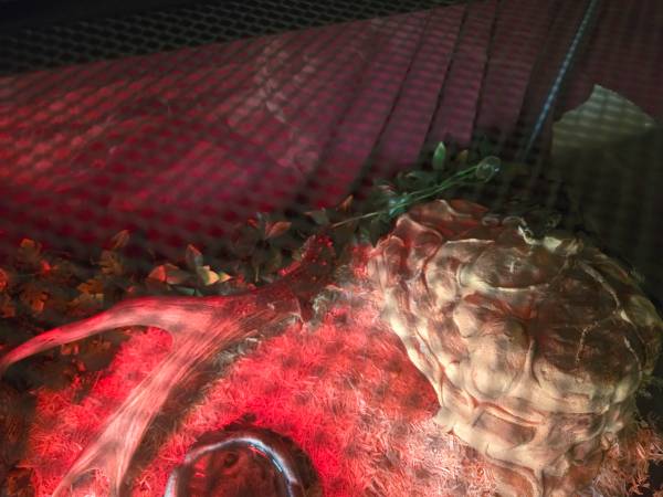 Snake with a troubled pass (Bellingham)636134996733451221