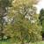 Big Tree Nursery 8 thumbnail