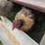 Chickens 5 thumbnail