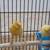 Canary 1 thumbnail