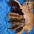 9 weeks old puppies small breed cute and adorable. 3 thumbnail
