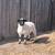 Dorper Ram Lamb 1 thumbnail