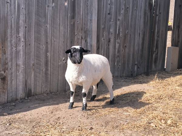 Dorper Ram Lamb 1