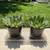Michelle's garden! Succulents and other plants 1 thumbnail