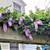 Wisteria Macrostachys "Blue Moon" - 1 Plant 3 thumbnail