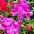 Geranium plants, multiple colors available 7 thumbnail