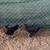 Pullets 2 thumbnail