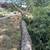 Free Sweetgum trees 1 thumbnail