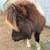 Mini stud pony 4 thumbnail