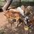 Painted Desert Sheep 6 thumbnail